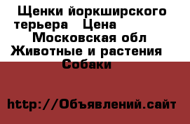 Щенки йоркширского терьера › Цена ­ 10 000 - Московская обл. Животные и растения » Собаки   